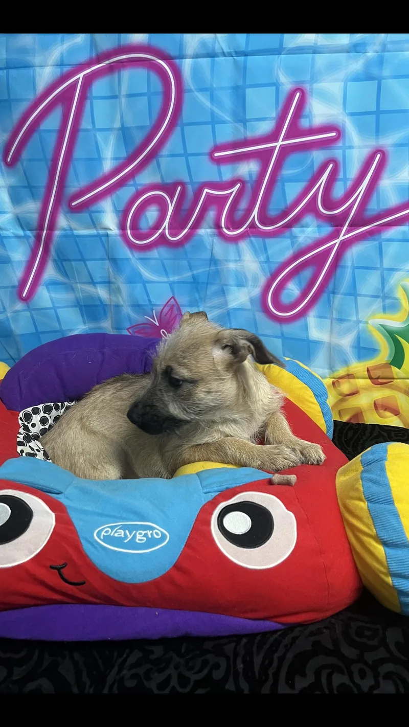A baby small-sized female Yellow / Tan / Blond / Fawn Terrier dog named Judy for adoption in Medfield, MA