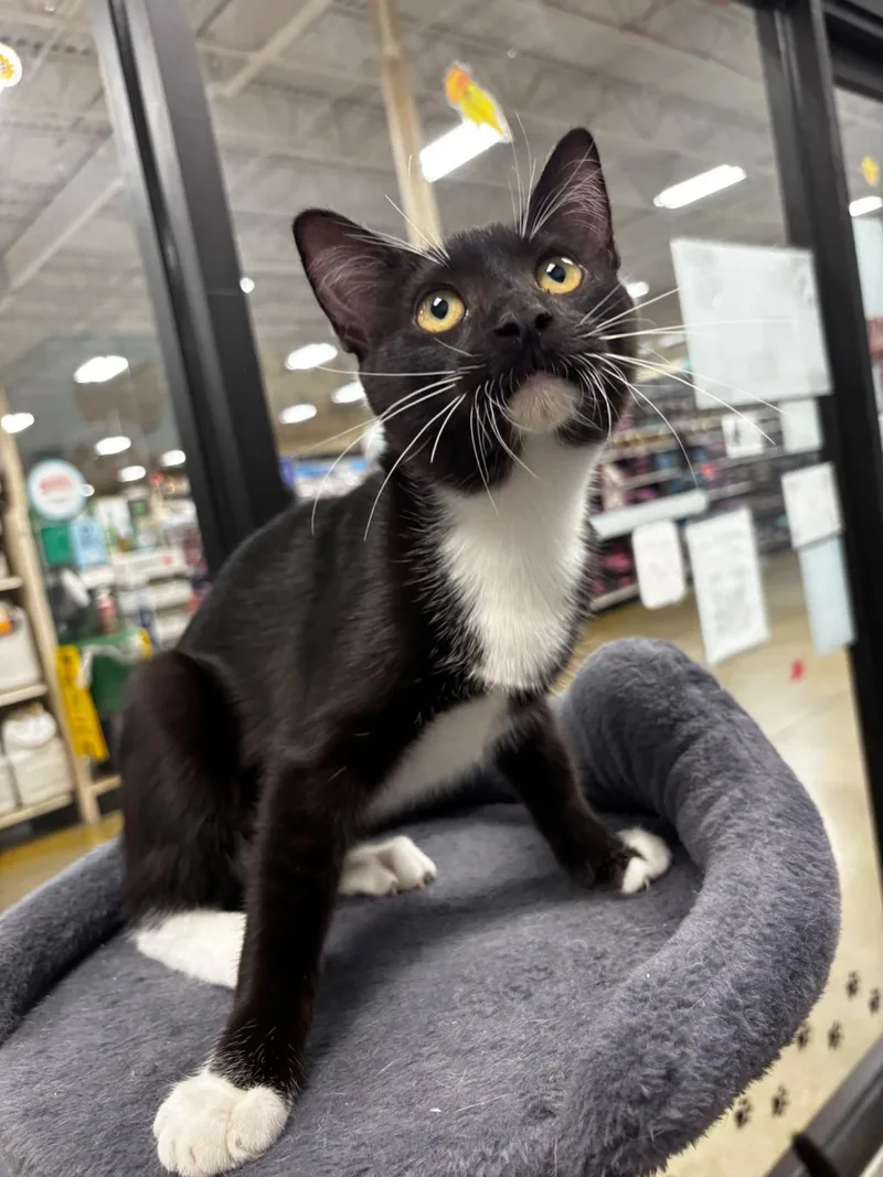 A baby medium-sized female Black & White / Tuxedo Domestic Short Hair cat named Abba for adoption in Maple Shade, NJ