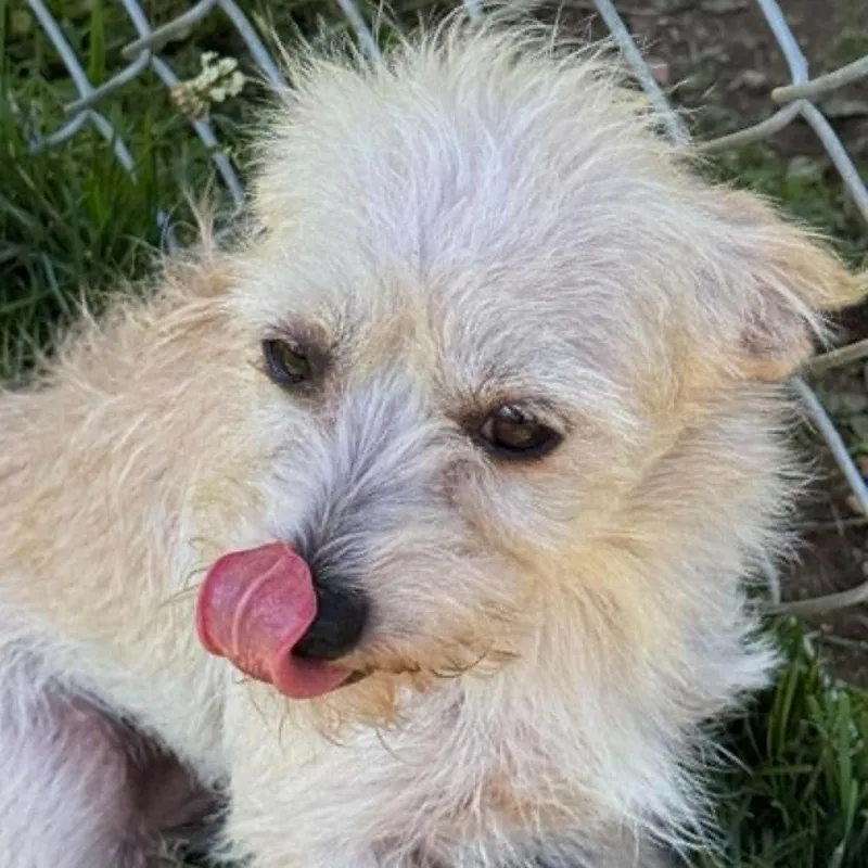 A young small-sized female Terrier dog named Jules for adoption in Danbury, CT