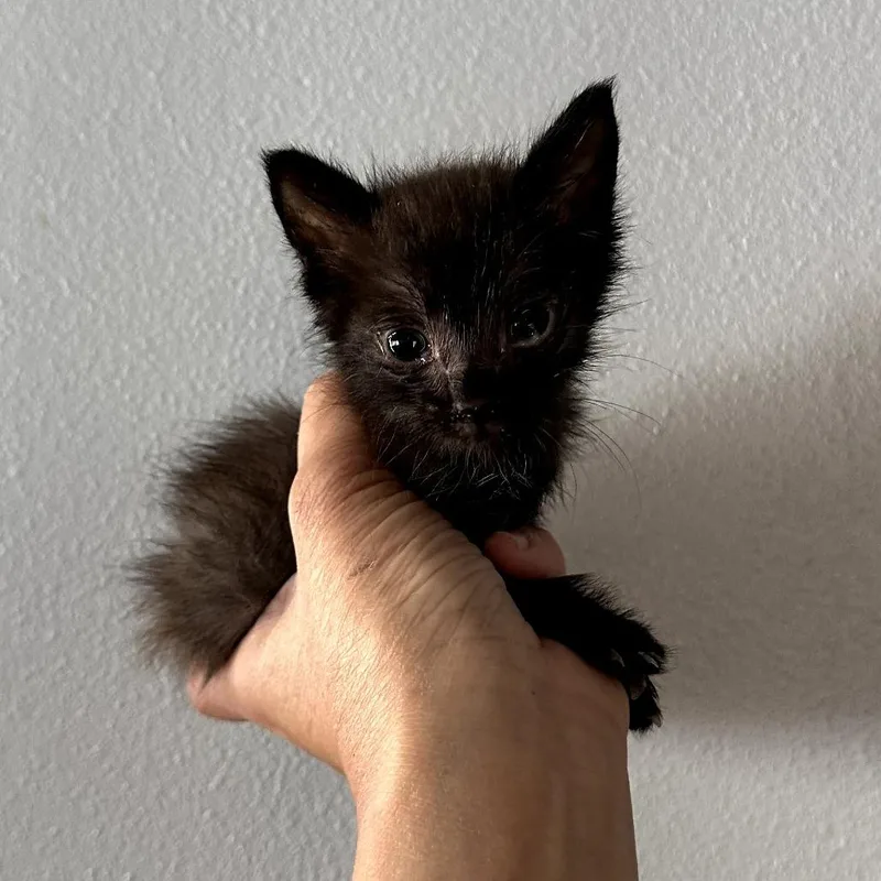 A baby small-sized male Black Domestic Short Hair cat named Tater Tot for adoption in Long Beach, CA
