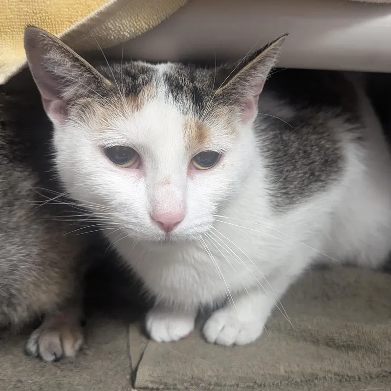 An adult large-sized female Torbie Domestic Short Hair cat named Kerri for adoption in Springfield, IL