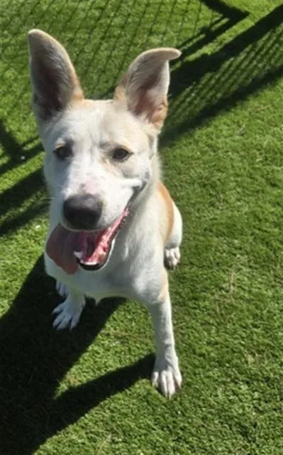 A young medium-sized female German Shepherd Dog dog named Agatha for adoption in San Bernardino, CA