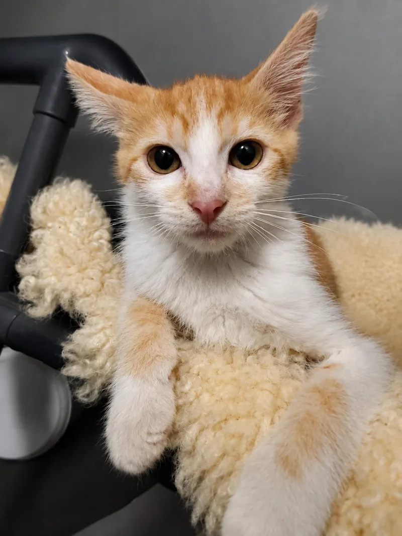 A baby small-sized female Domestic Short Hair cat named Bella for adoption in Rio Linda, CA