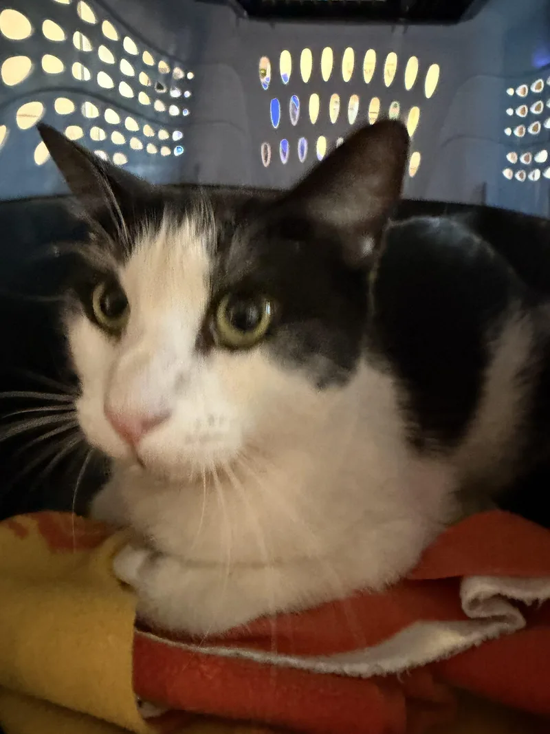 A young small-sized female Domestic Medium Hair cat named Biscuit for adoption in Visalia, CA