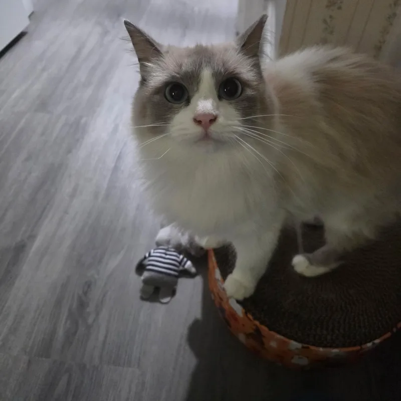 Catness thumbnail 2