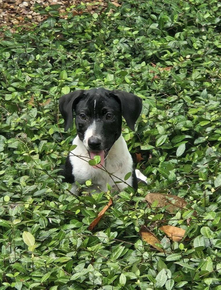 A young large-sized female Mixed Breed dog named Alba for adoption in Brookshire, TX