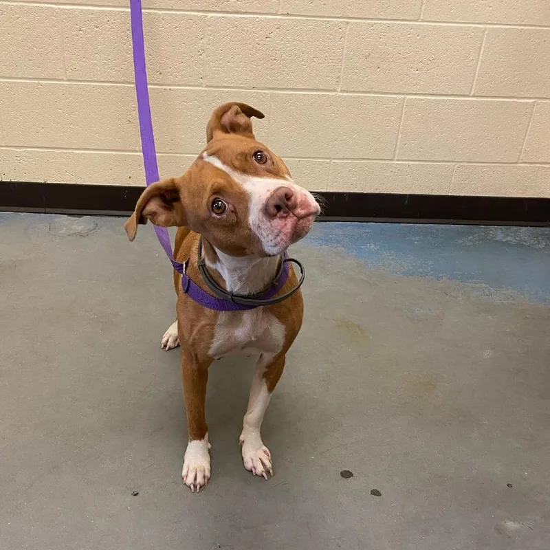 An adult medium-sized female Red / Chestnut / Orange Mixed Breed dog named Layla for adoption in Memphis, TN