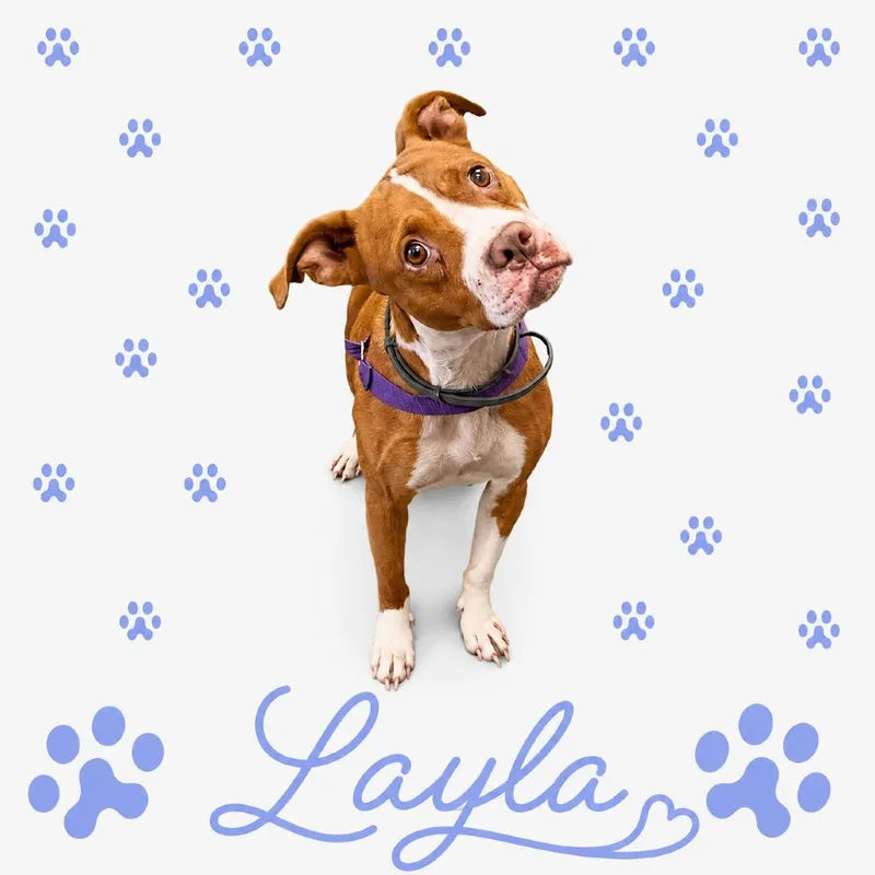 Layla thumbnail 5