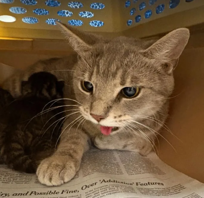 An adult medium-sized female Tabby (Gray / Blue / Silver) Domestic Short Hair cat named Bubblegum for adoption in Cincinnati, OH