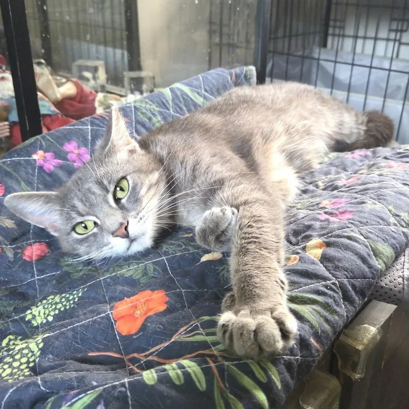 An adult medium-sized female Gray / Blue / Silver Domestic Short Hair cat named Missy for adoption in Panama City Beach, FL