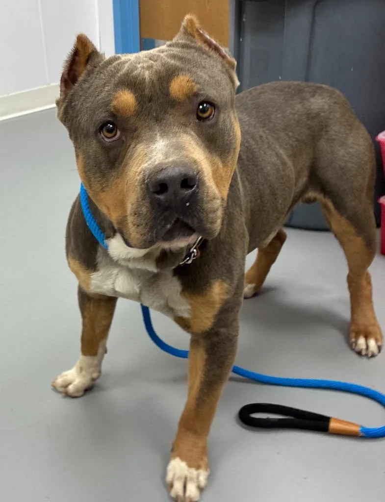 An adult medium-sized male Pit Bull Terrier dog named Tupac for adoption in Hartsville, SC