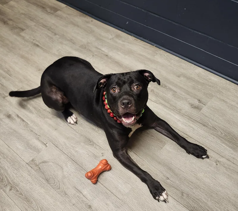 A young large-sized female Black Pit Bull Terrier dog named Lip Gloss for adoption in Mansfield, OH