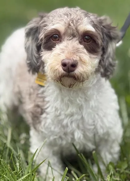 An adult small-sized female Havanese dog named Primrose for adoption in Malvern, PA