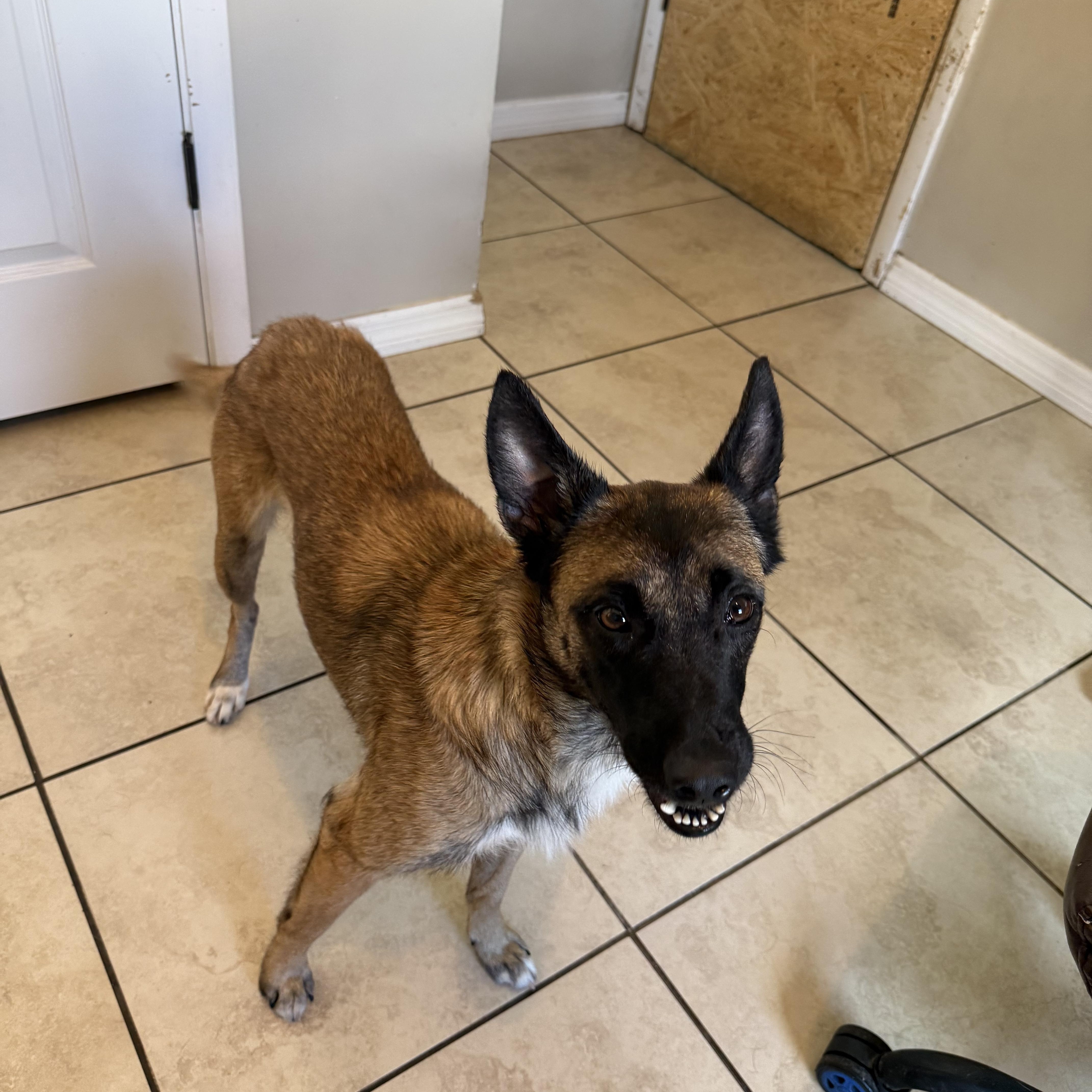 A young medium-sized female Tricolor (Brown, Black, & White) Belgian Shepherd / Malinois dog named Roxy for adoption in Maitland, FL
