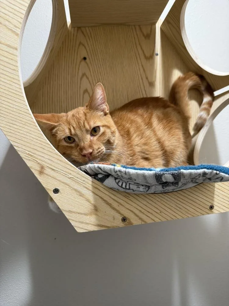 A baby small-sized male Orange & White Tabby cat named Wallaby for adoption in Dallas, TX