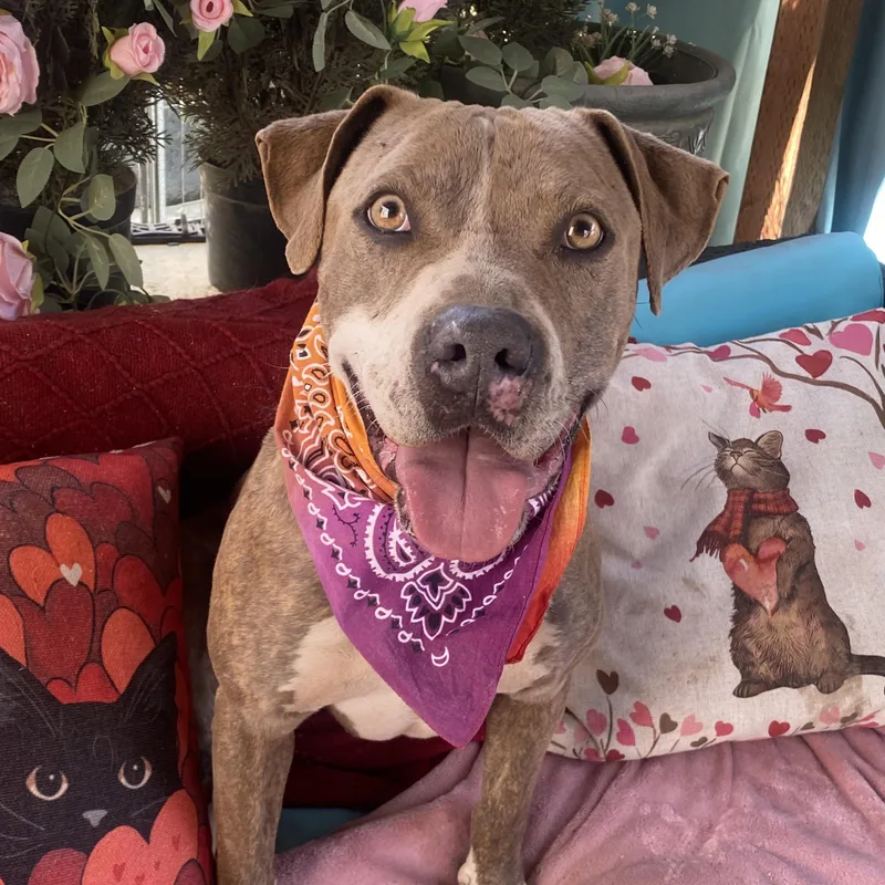 Maggie Beautiful Fawn Brindle thumbnail 2