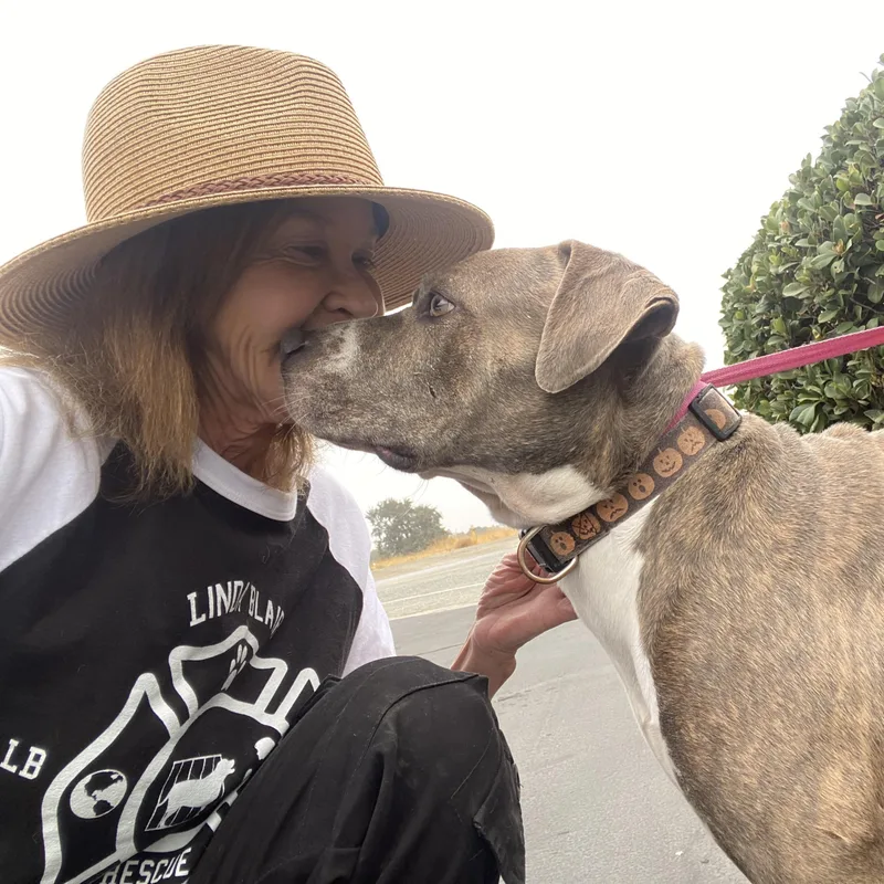 Maggie Beautiful Fawn Brindle thumbnail 3