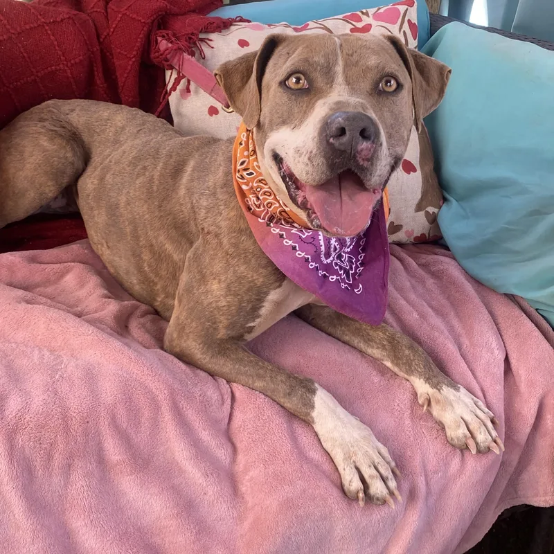 Maggie Beautiful Fawn Brindle thumbnail 4