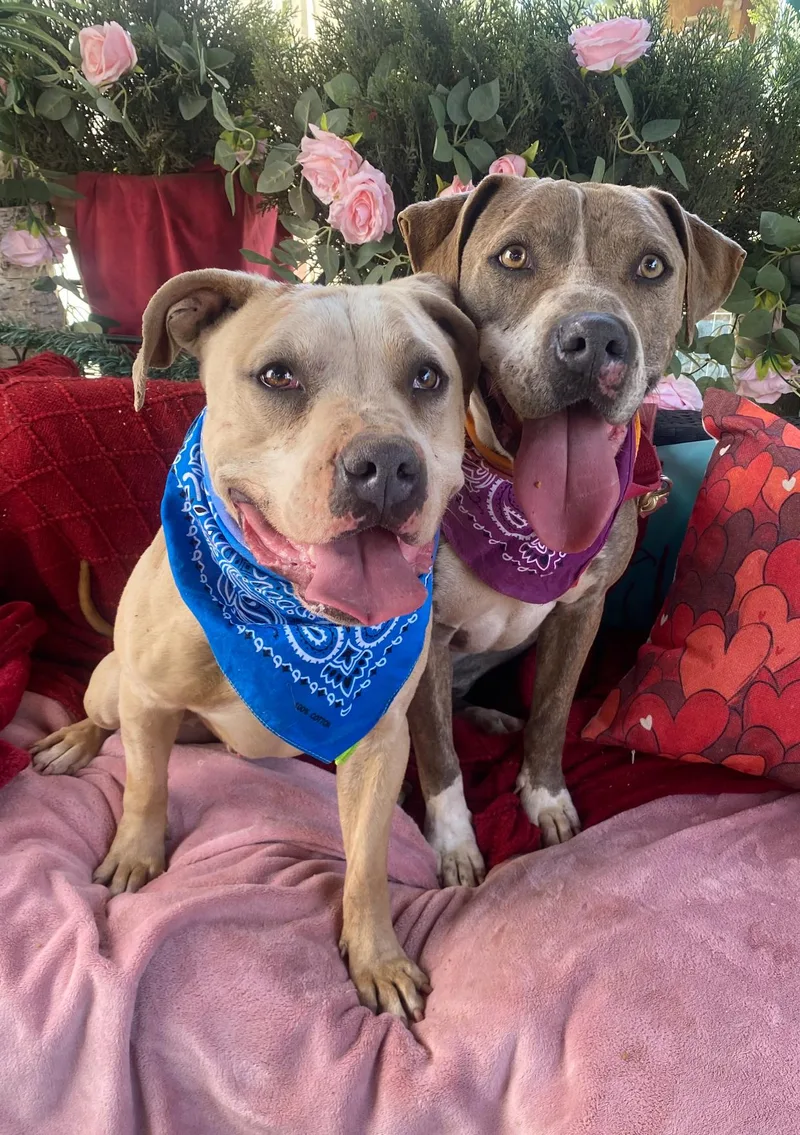 Maggie Beautiful Fawn Brindle thumbnail 5