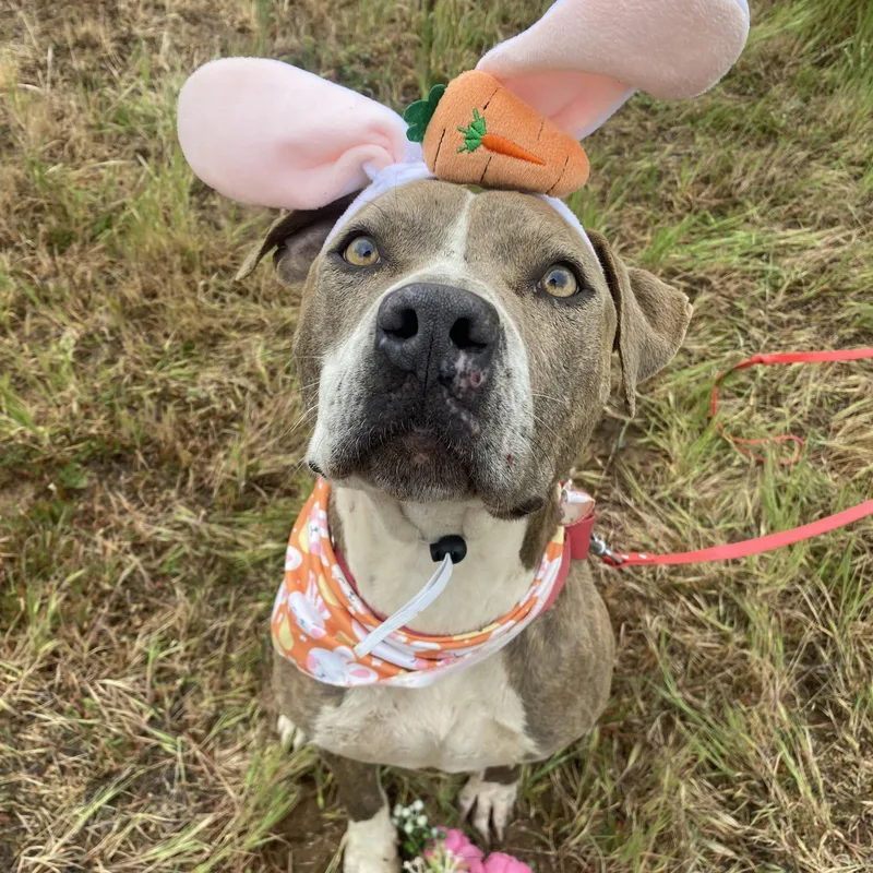 Maggie Beautiful Fawn Brindle