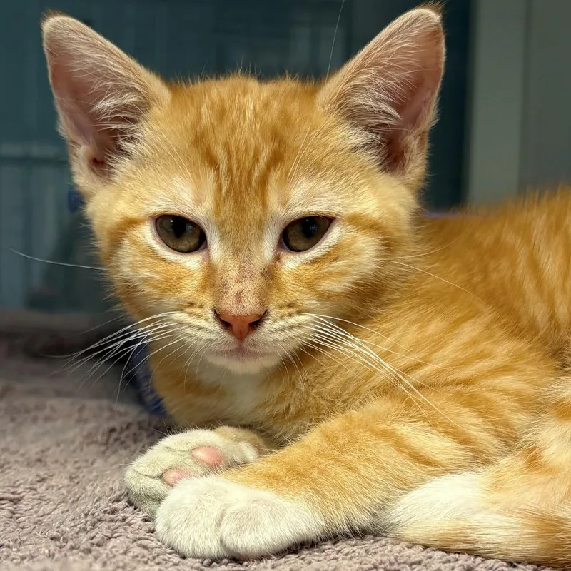 A baby small-sized male Orange / Red Domestic Short Hair cat named Angler for adoption in East Hanover, NJ