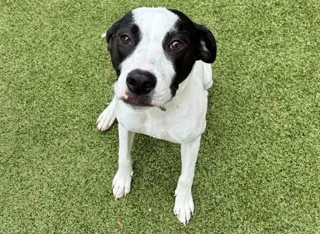 A young medium-sized female American Bulldog dog named Esther for adoption in Saint Louis, MO