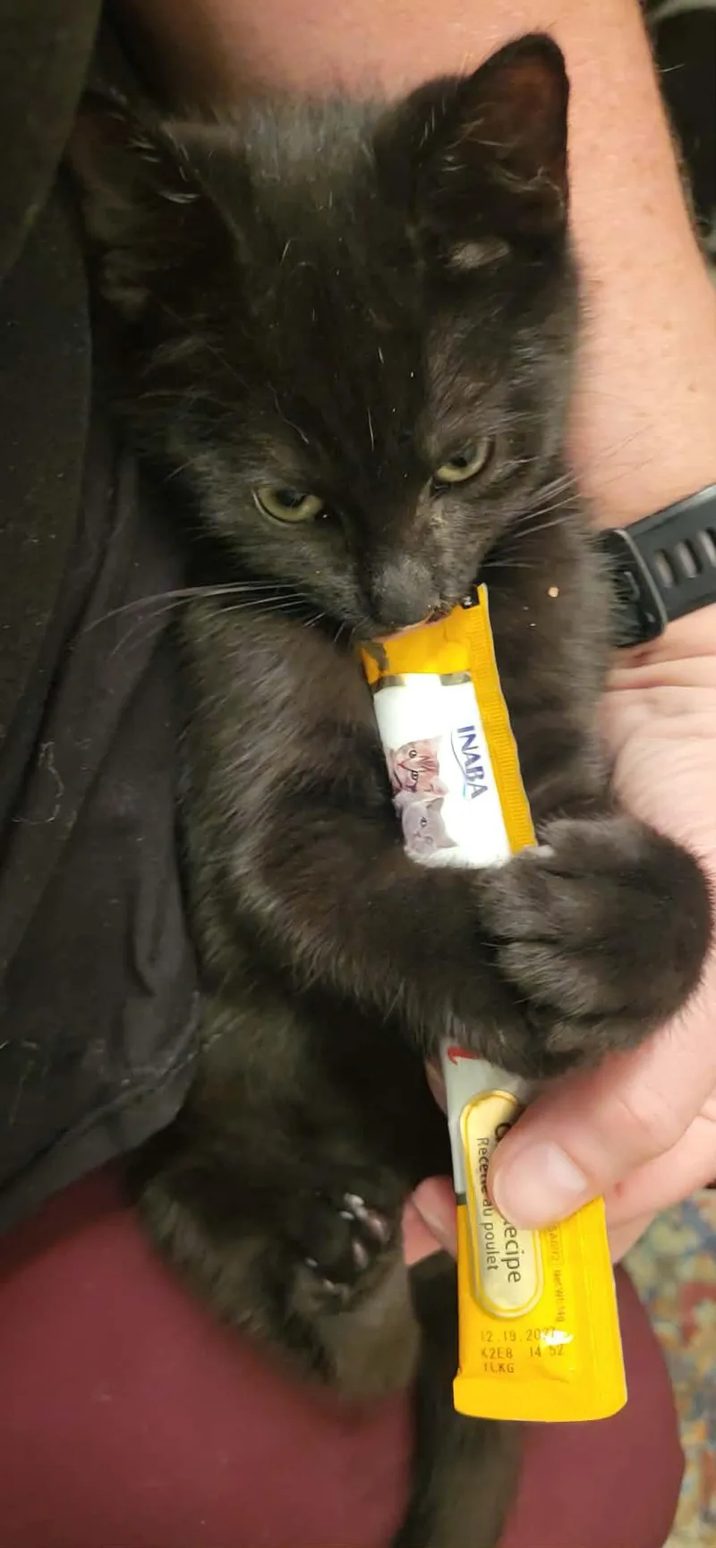 A baby medium-sized male Domestic Short Hair cat named Cash for adoption in Chesapeake Beach, MD