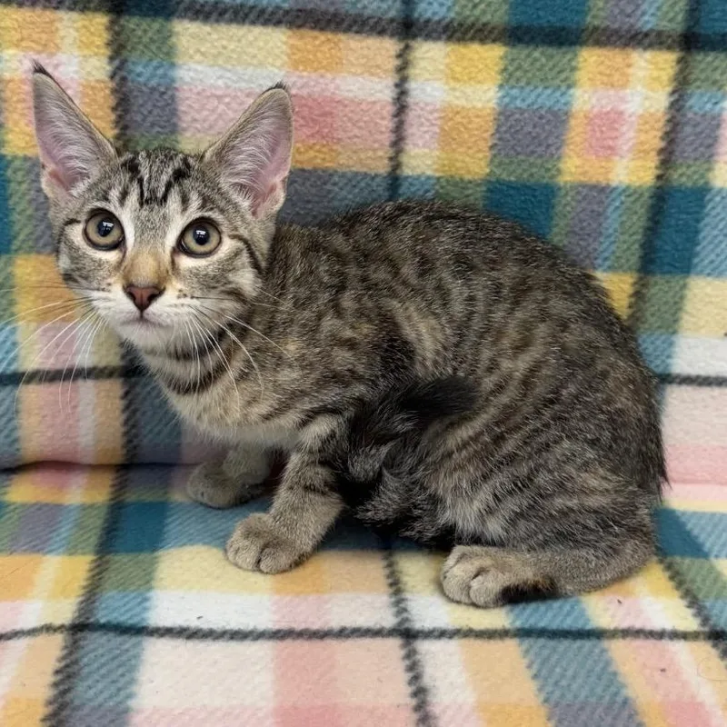 A baby medium-sized female Tabby (Brown / Chocolate) Domestic Short Hair cat named Kelley for adoption in Benld, IL