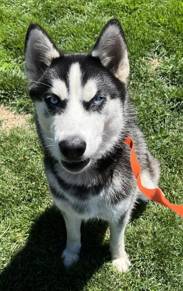 A young large-sized male Siberian Husky dog named Pikachu for adoption in Salem, OR