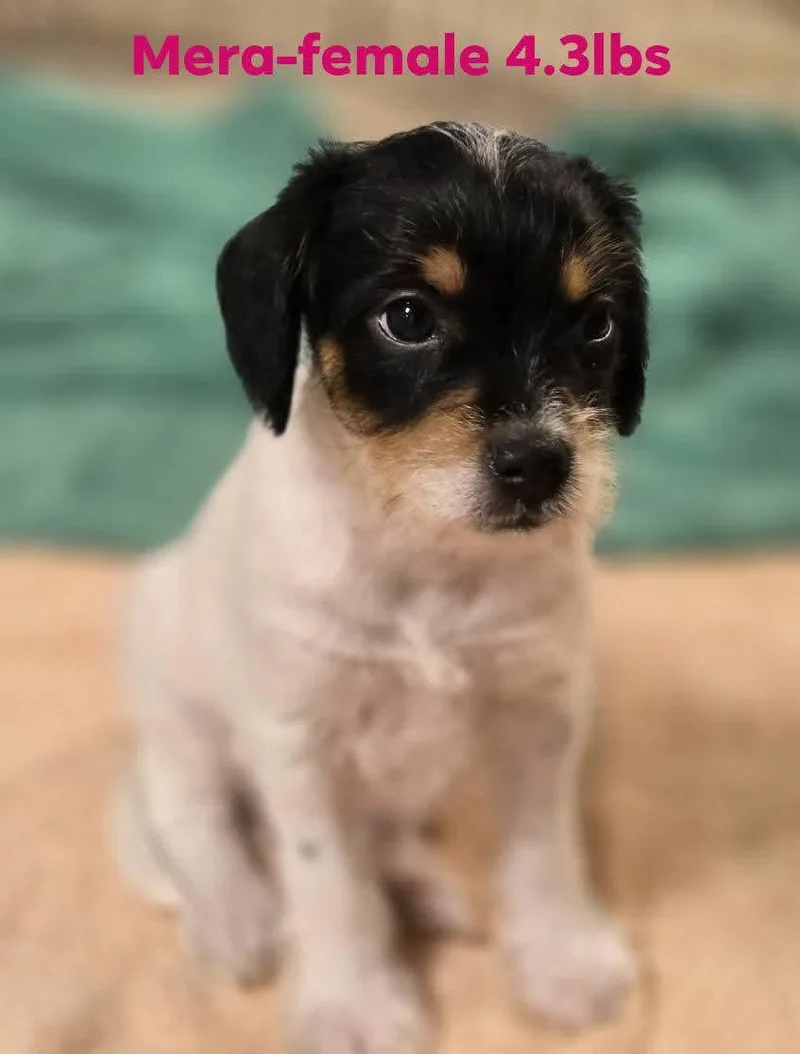 A baby small-sized female Chihuahua dog named Mera for adoption in Social Circle, GA