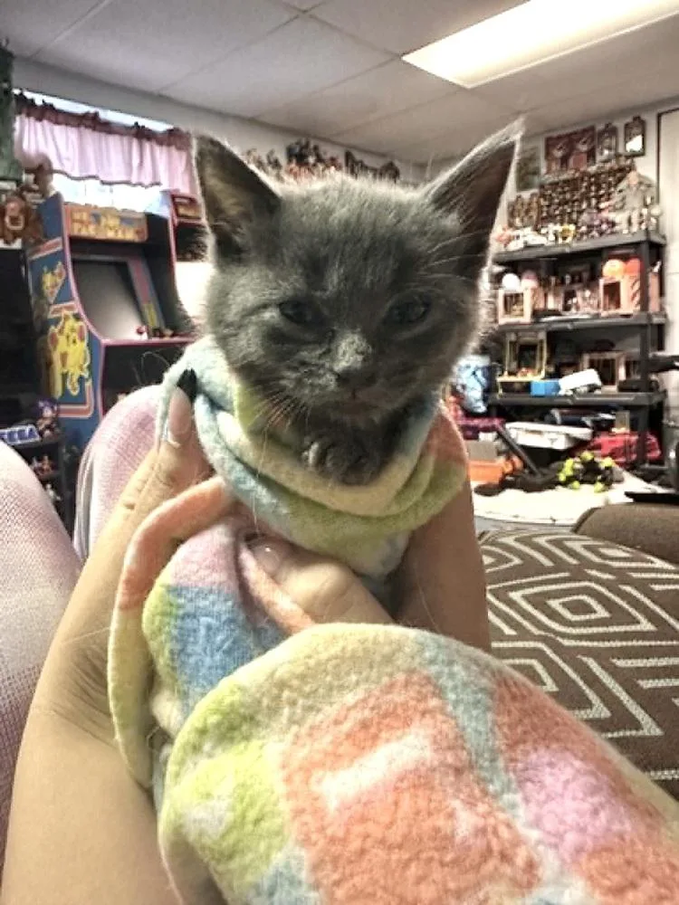 A baby small-sized male Domestic Short Hair cat named Winston for adoption in Patchogue, NY