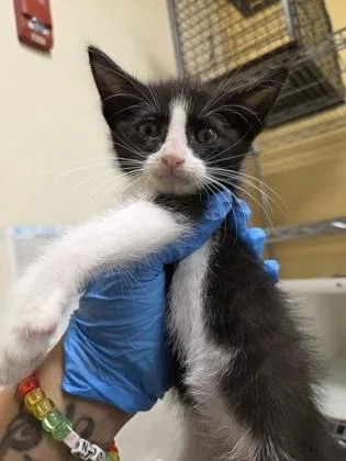 A baby small-sized male Domestic Short Hair cat named Billy for adoption in Honolulu, HI