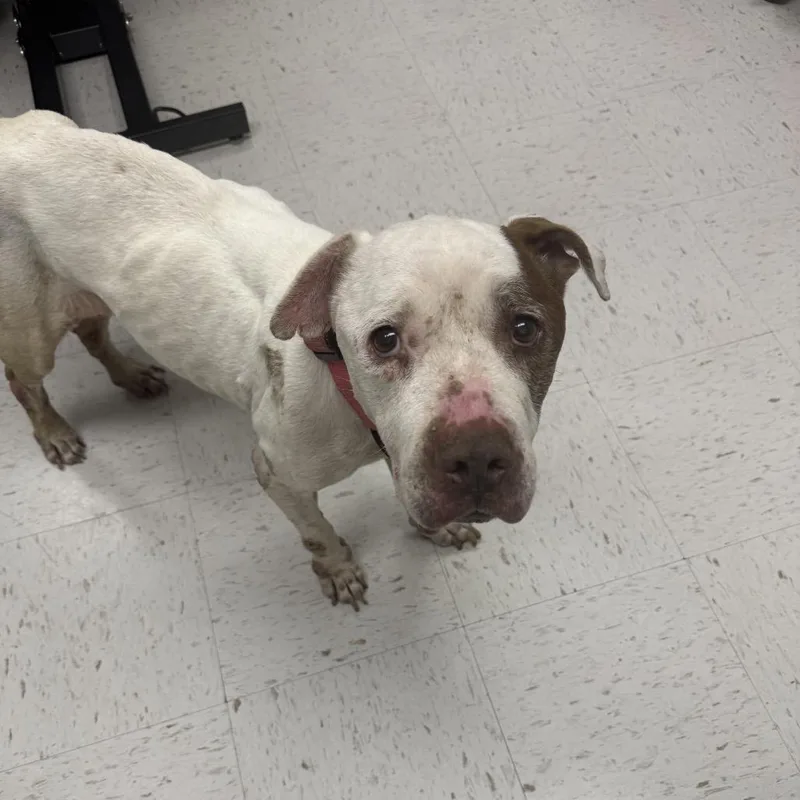 A young medium-sized female White / Cream Pit Bull Terrier dog named Isabel for adoption in Portland, TX