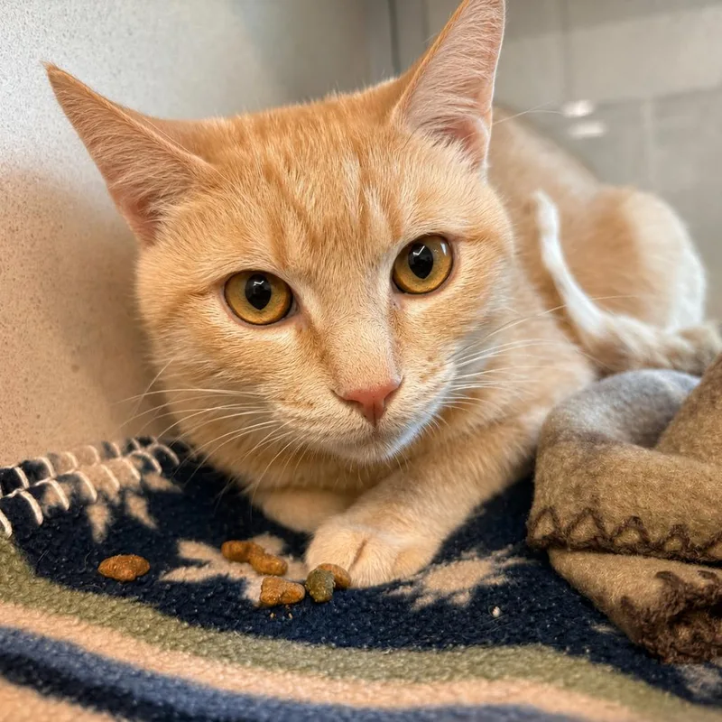 An adult medium-sized female Orange / Red Domestic Short Hair cat named Sweet Potato for adoption in Gloucester, VA
