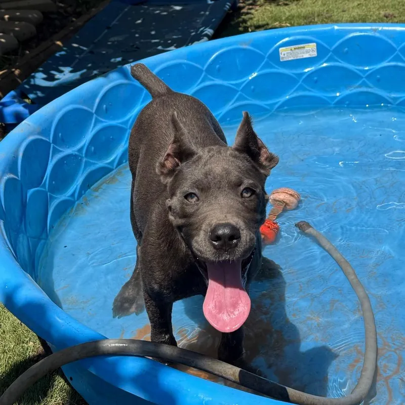 A baby large-sized female Gray / Blue / Silver Cane Corso dog named Jersey for adoption in Daphne, AL