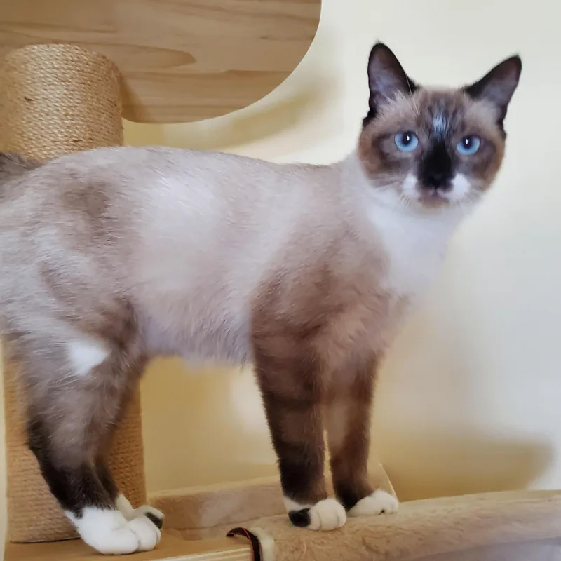 A young medium-sized female Seal Point Siamese cat named Taya for adoption in Lees Summit, MO