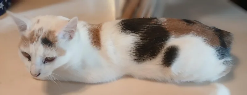 A baby medium-sized female Manx cat named Ambrosia for adoption in Red Bank, NJ