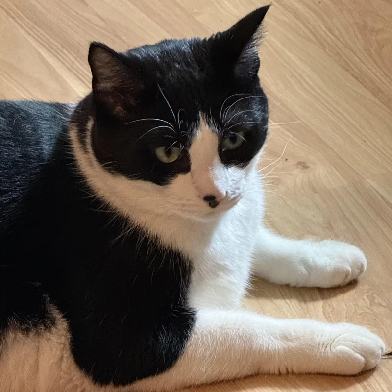 An adult medium-sized male Black & White / Tuxedo Domestic Short Hair cat named Lenny for adoption in Grand Rapids, MI