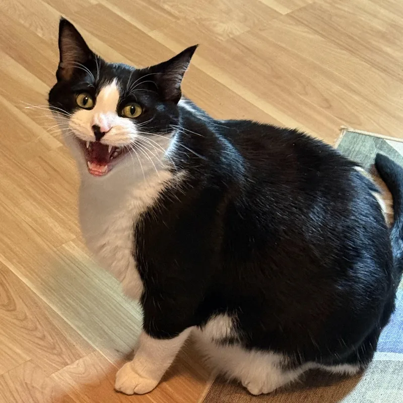 Lenny thumbnail 4