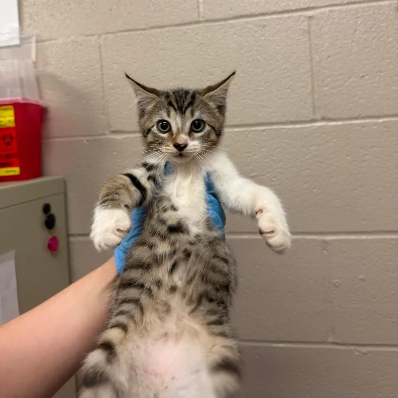 A baby small-sized male Brown / Chocolate American Shorthair cat named Mcree for adoption in Birmingham, AL