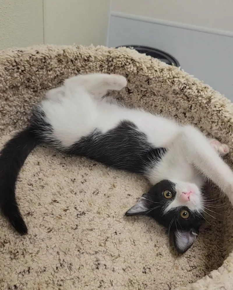 A baby medium-sized male Domestic Short Hair cat named Zubar for adoption in Sandusky, OH