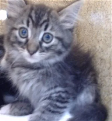 A baby small-sized female Domestic Short Hair cat named Sanzo for adoption in Downey, CA