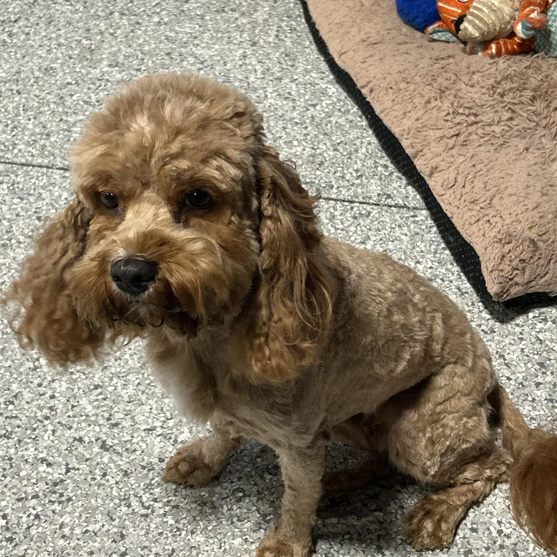 Jillian the Cavapoo
