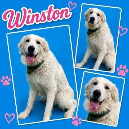 Winston