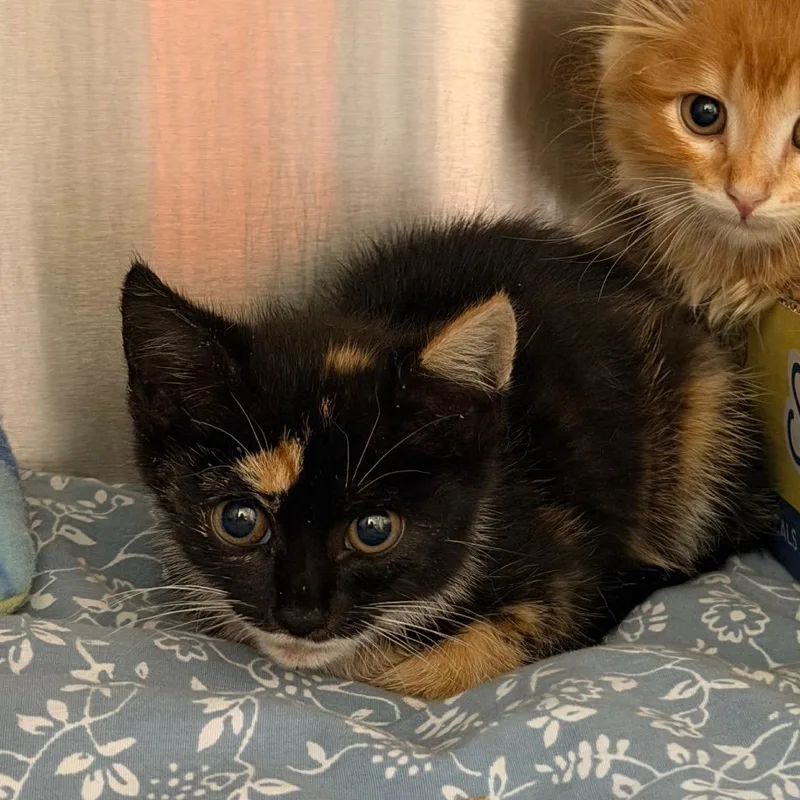 A baby small-sized female Tortoiseshell Domestic Short Hair cat named Dutch Bros for adoption in Lynchburg, VA
