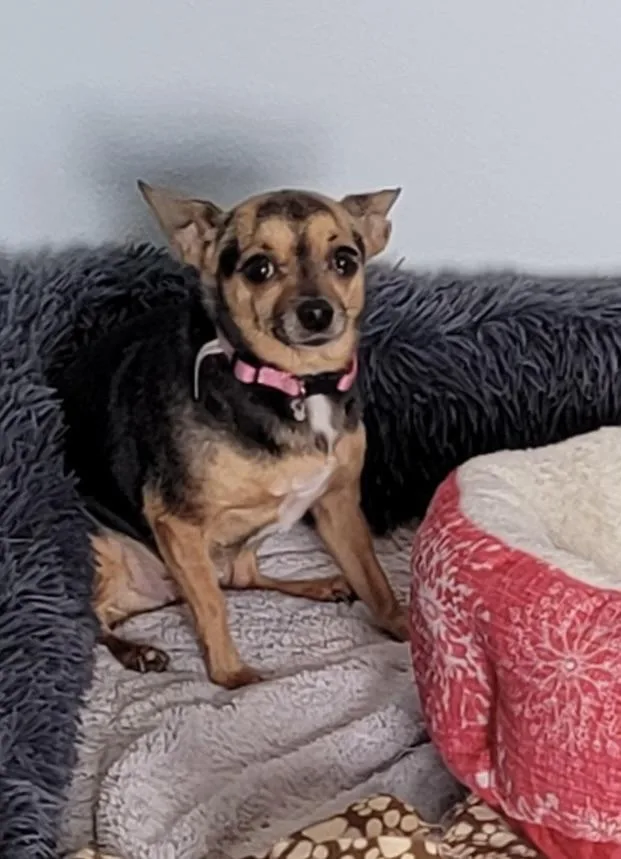 An adult small-sized female Chihuahua dog named Molly & Mya for adoption in Richland Center, WI