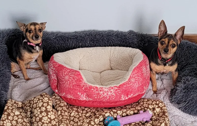 Molly & Mya thumbnail 2