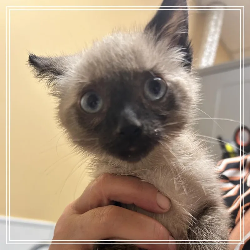 A baby small-sized female Gray / Blue / Silver Siamese cat named FWT Rose for adoption in Midland, TX