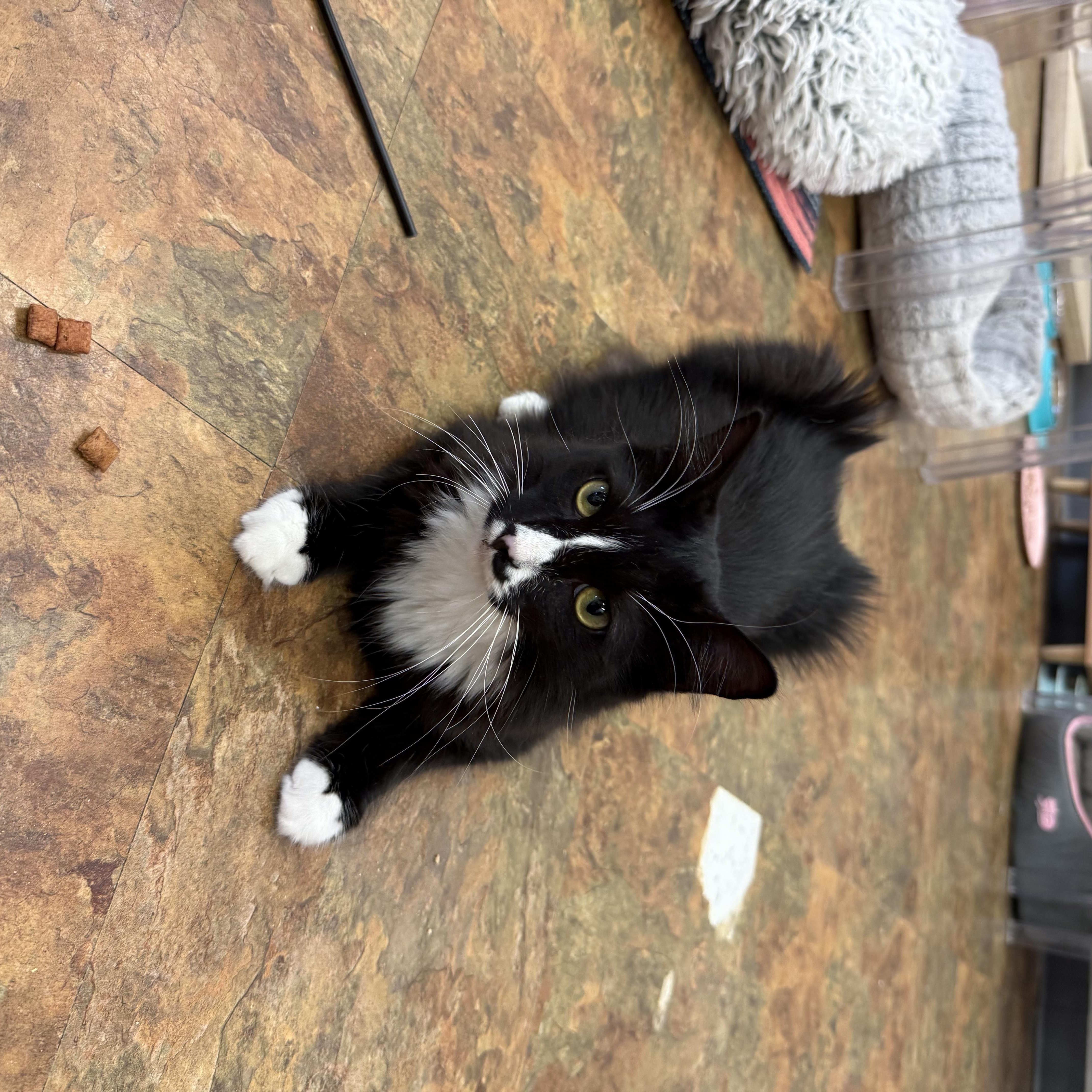 Biscuits thumbnail 5
