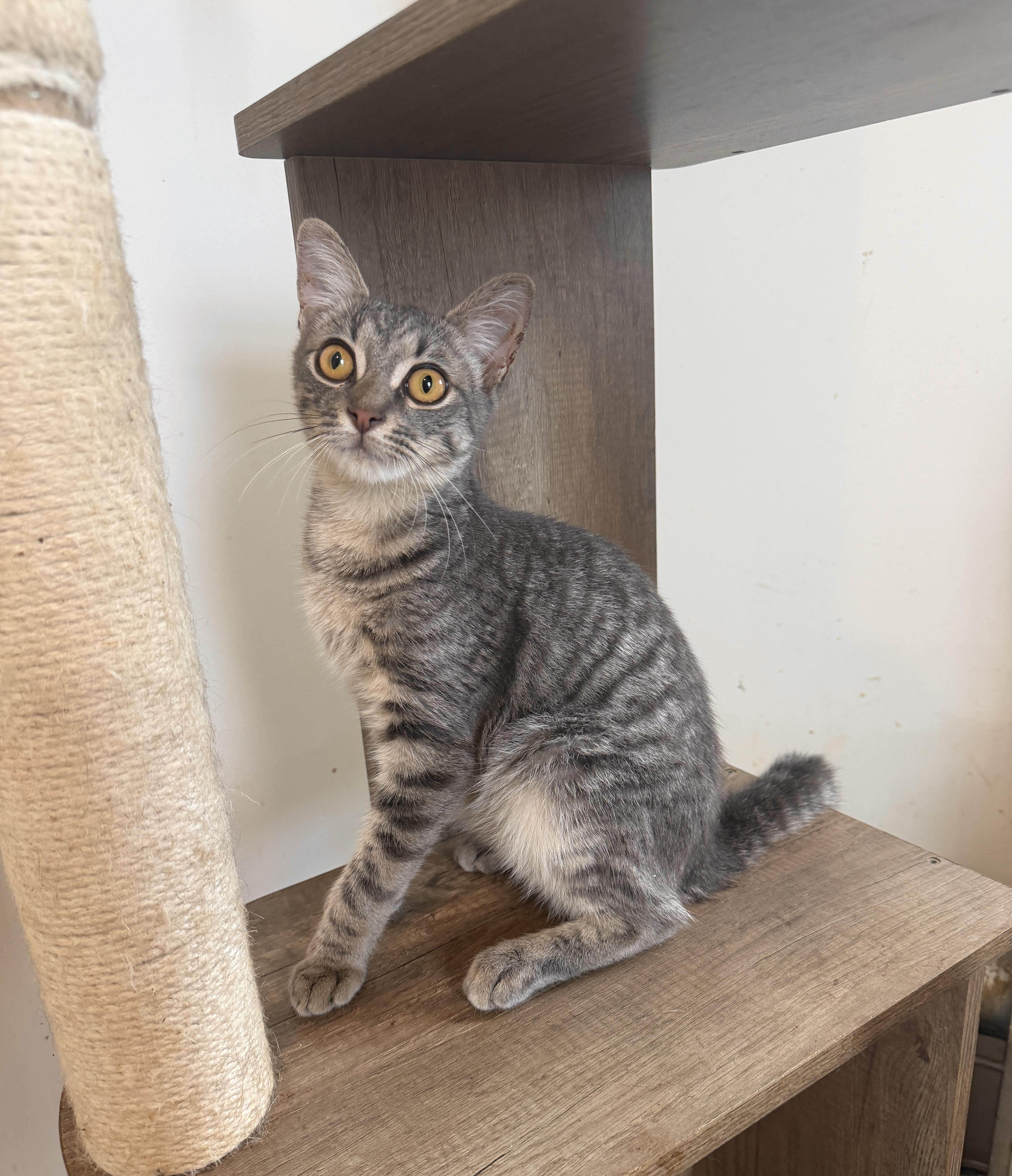 A baby medium-sized male Tabby (Gray / Blue / Silver) Domestic Short Hair cat named Alfie for adoption in New York, NY